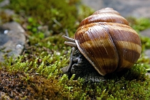 Chiocciola 1 _ Cornu aspersum